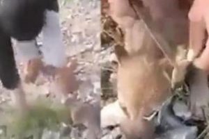 20 g&uuml;nl&uuml;k yavru kurtları &ouml;ld&uuml;rm&uuml;şt&uuml;! Para cezası aldı