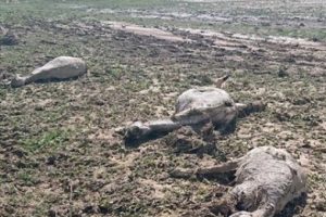 Ankara'da sel 100'den fazla koyunu telef etti