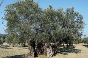 Meclis'te zeytin d&uuml;zenlemesi g&ouml;r&uuml;ş&uuml;ld&uuml;