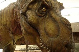 T-Rex'in t&uuml;ylerinin zamanla yok olduğu ileri s&uuml;r&uuml;ld&uuml;