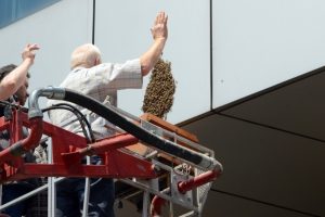 Arılar bankanın duvarını mesken tuttu