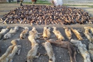 Bunlar &ouml;zel bir kargo şirketine ait ara&ccedil;tan &ccedil;ıktı