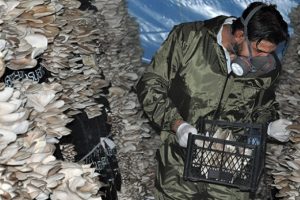 İstiridye mantarı ge&ccedil;im kaynağı oldu
