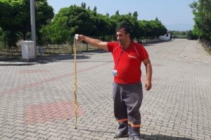 Bursa'da okul bah&ccedil;esinde zehirli yılan alarmı