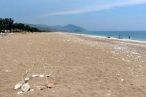 Hava değişimi Caretta caretta yuva sayısını azalttı