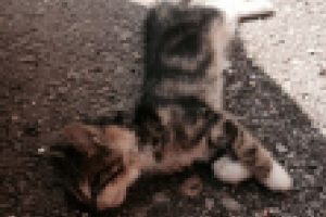 Yavru kediye insanlık dışı vahşet!