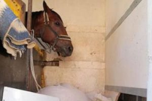 Yarış atının yanında uyuşturucu bulundu