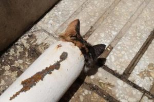 Elektrik direğine sıkışan kediyi itfaiye kurtardı