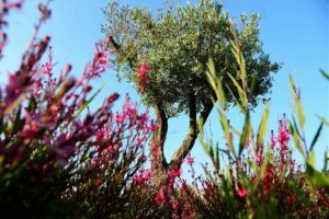 Onlar T&uuml;rkiye'nin zeytin gelinleri