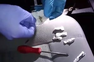 Bursa'da vites kutusundan bonzai &ccedil;ıktı