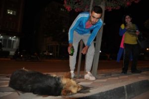 K&ouml;peğe &ccedil;arpan s&uuml;r&uuml;c&uuml; ka&ccedil;tı