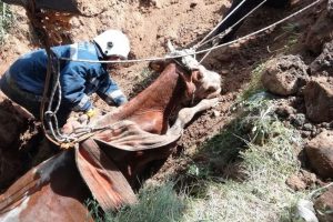 Kuyuya d&uuml;şen inek kurtarıldı