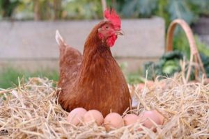 Tavuk eti ve yumurtasında &uuml;retim d&uuml;ş&uuml;ş&uuml;