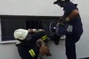 Demir parmaklığa sıkışan k&ouml;peği itfaiye kurtardı