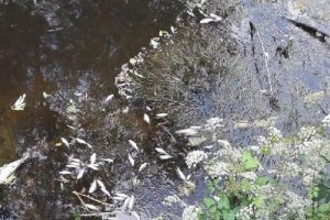 İskenderli deresindeki balık &ouml;l&uuml;mleri tedirgin etti