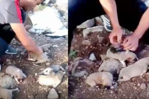 Jiletle k&ouml;peklerin kulağını kesti! Canlı yayınladı