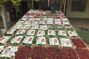 Bursa'da kirazın "lakıl" hali 30 lira