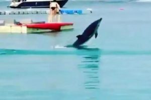 &Ccedil;eşme'nin maskotu &ouml;l&uuml; bulundu