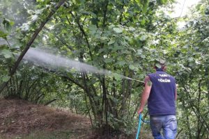 Fındıkta k&uuml;lleme hastalığı hızla yayılıyor