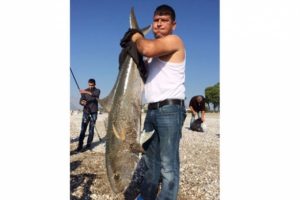 Yakaladıkları 30 kiloluk balığı denize bıraktılar