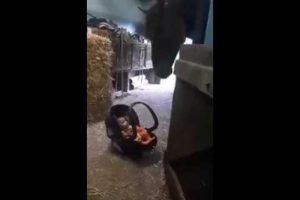 Bebek bakıcılığı yapan at g&ouml;renleri şaşırttı