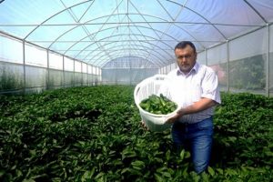 150 yıllık biber t&uuml;r&uuml;n&uuml; serada yetiştirdi