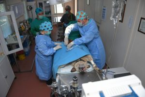 Bursa'da sokak k&ouml;peğine t&uuml;m&ouml;r ameliyatı yapıldı