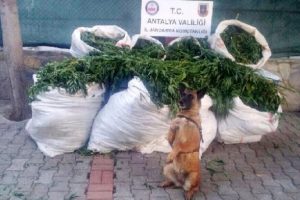 Jandarmadan uyuşturucu tacirlerine darbe