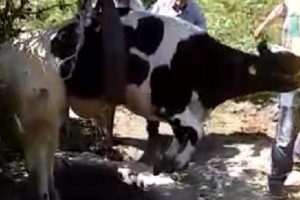 Kuyuya d&uuml;şen inek vin&ccedil; yardımıyla kurtarıldı