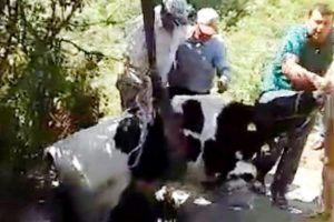 Su kuyusuna d&uuml;şen inek kep&ccedil;eyle kurtarıldı