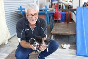 Annesiz kedi yavrularını b&ouml;yle besliyor