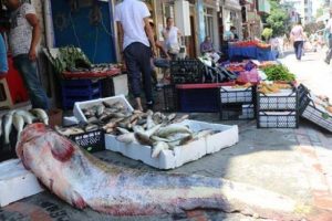 50 kiloluk yayın b&uuml;y&uuml;k ilgi g&ouml;rd&uuml;!