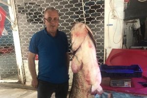 Bursa İznik G&ouml;l&uuml;'nde 2 metre boyunda yayın balığı yakalandı