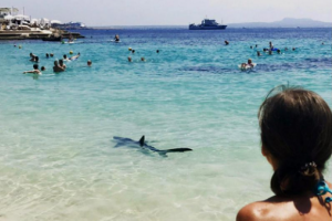 Akdeniz'in &uuml;nl&uuml; plajında k&ouml;pekbalığı paniği