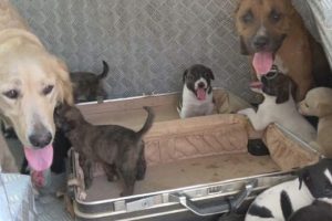Evine geldiğinde bah&ccedil;esindeki 15 k&ouml;pekle karşılaştı