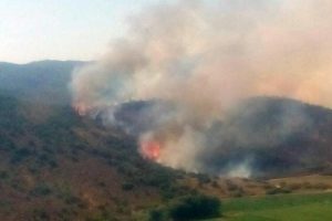 Milas'ta tarım alanında &ccedil;ıkan yangın ormanı da yaktı