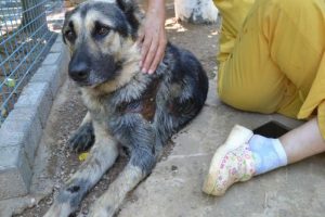 O k&ouml;peğin sahibine 300 TL para cezası
