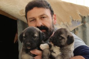 Hazır s&uuml;t kangal yavrularını &ouml;ld&uuml;r&uuml;yor