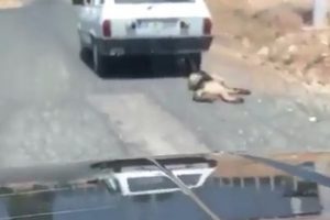K&ouml;peğe eziyet hakkında flaş su&ccedil; duyurusu