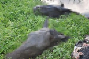 Kars'ta skandal g&ouml;r&uuml;nt&uuml;! Kafalarını kesip...