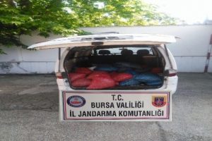 Bursa'da tam 1 ton ka&ccedil;ak midye ele ge&ccedil;irildi!
