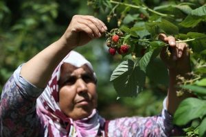 Bursa'da yağışlar ahududuyu dalında &ccedil;&uuml;r&uuml;tt&uuml;