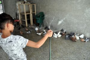 G&uuml;vercinler de sıcaktan korunmanın yolunu buldu