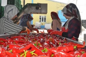 Hollanda krizi Bursa'da  sal&ccedil;a ihracatını engellemedi