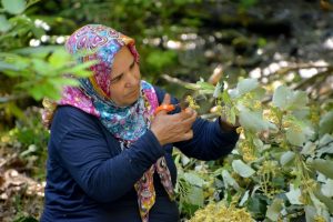 T&uuml;rkiye'nin en kaliteli ıhlamuru Bursa Karacabey'de