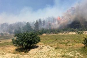 Manavgat'taki yangında 5 hektar alan zarar g&ouml;rd&uuml;