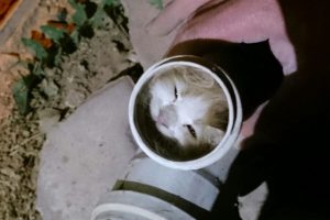 Boruya sıkışan kediyi itfaiye kurtardı