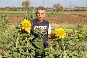 Dat&ccedil;a'da ilk yerel tohum hasadı yapıldı