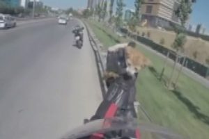 Yavru kediyi kurtarmak i&ccedil;in canını hi&ccedil;e saydı