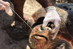 Kuşadası'nda caretta caretta seferberliği